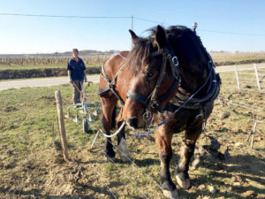 cheval-de-trait-printemps-2019